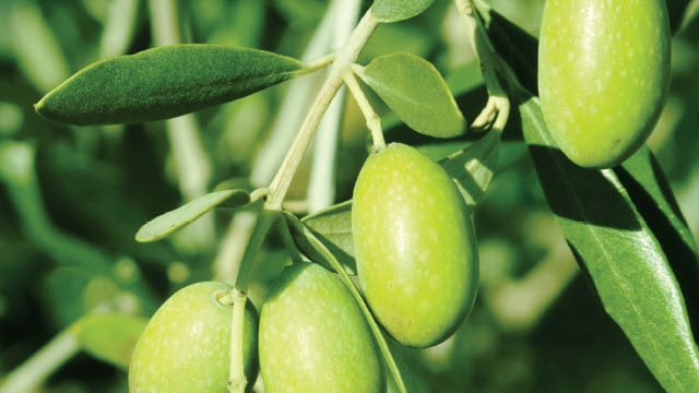 aceite de oliva, alfa laval