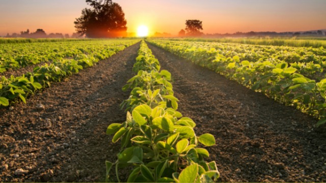 sustainable food